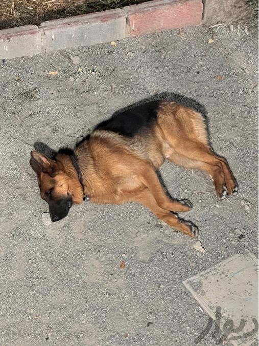 گم شدن سگ ژرمن شپرد در سنندج|حیوانات|سنندج, |دیوار