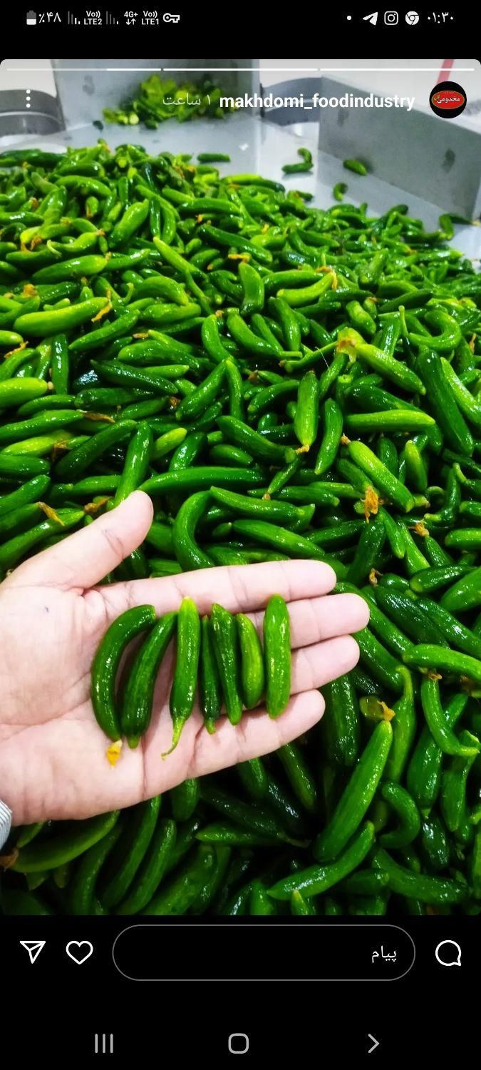 پخش خیار شورهمدان|عمده‌فروشی|تهران, آذری|دیوار