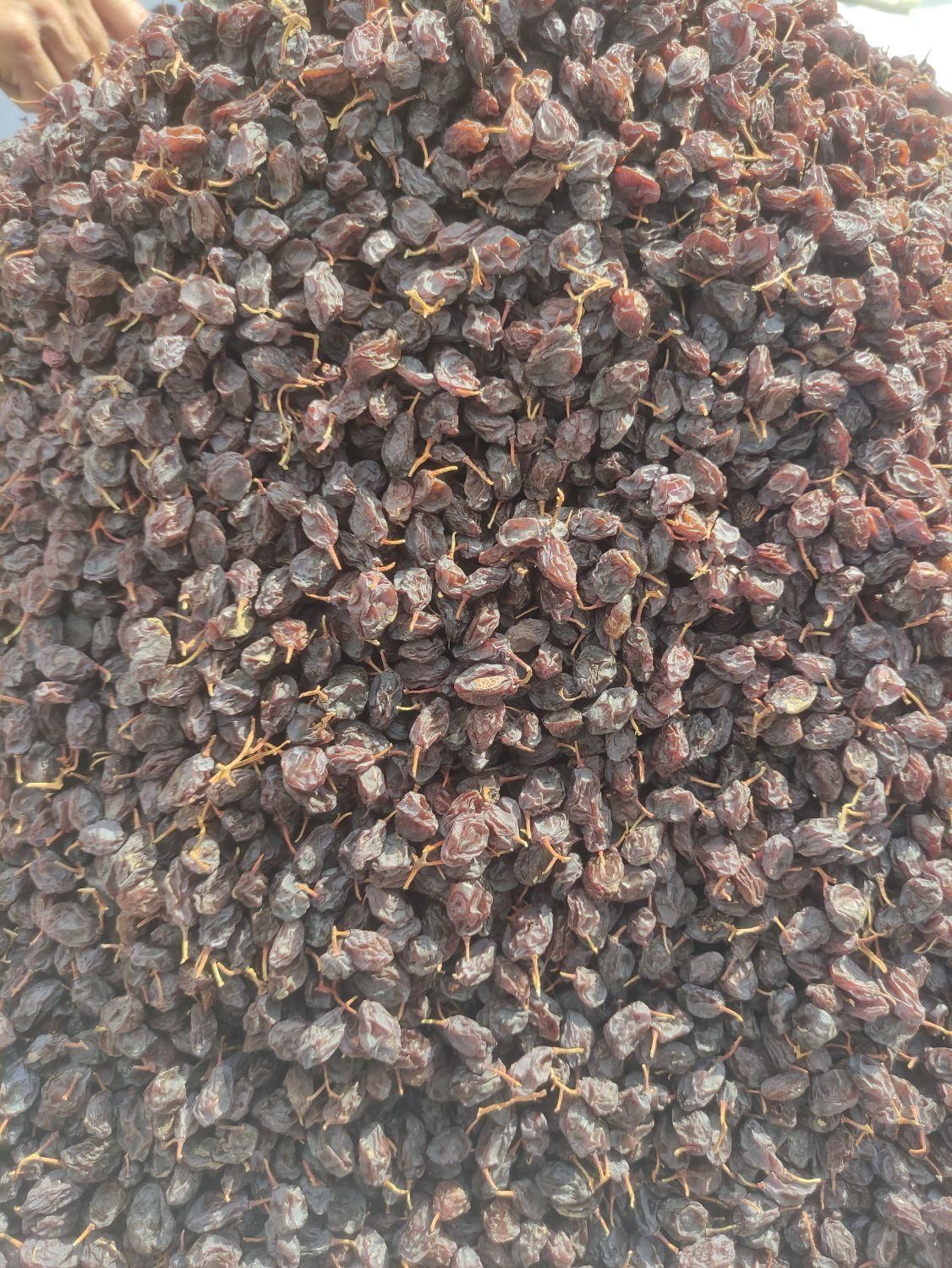 مویز پاک شده درجه 1|خوردنی و آشامیدنی|شیراز, دباغ خانه|دیوار