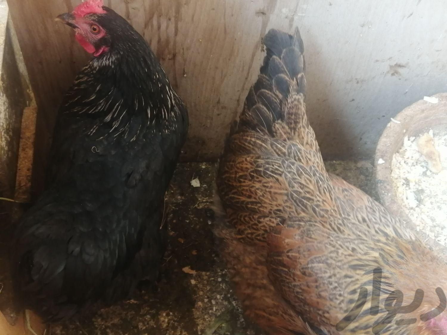 سه عدد مرغ تخم گذار درشت|حیوانات مزرعه|طالقان, |دیوار