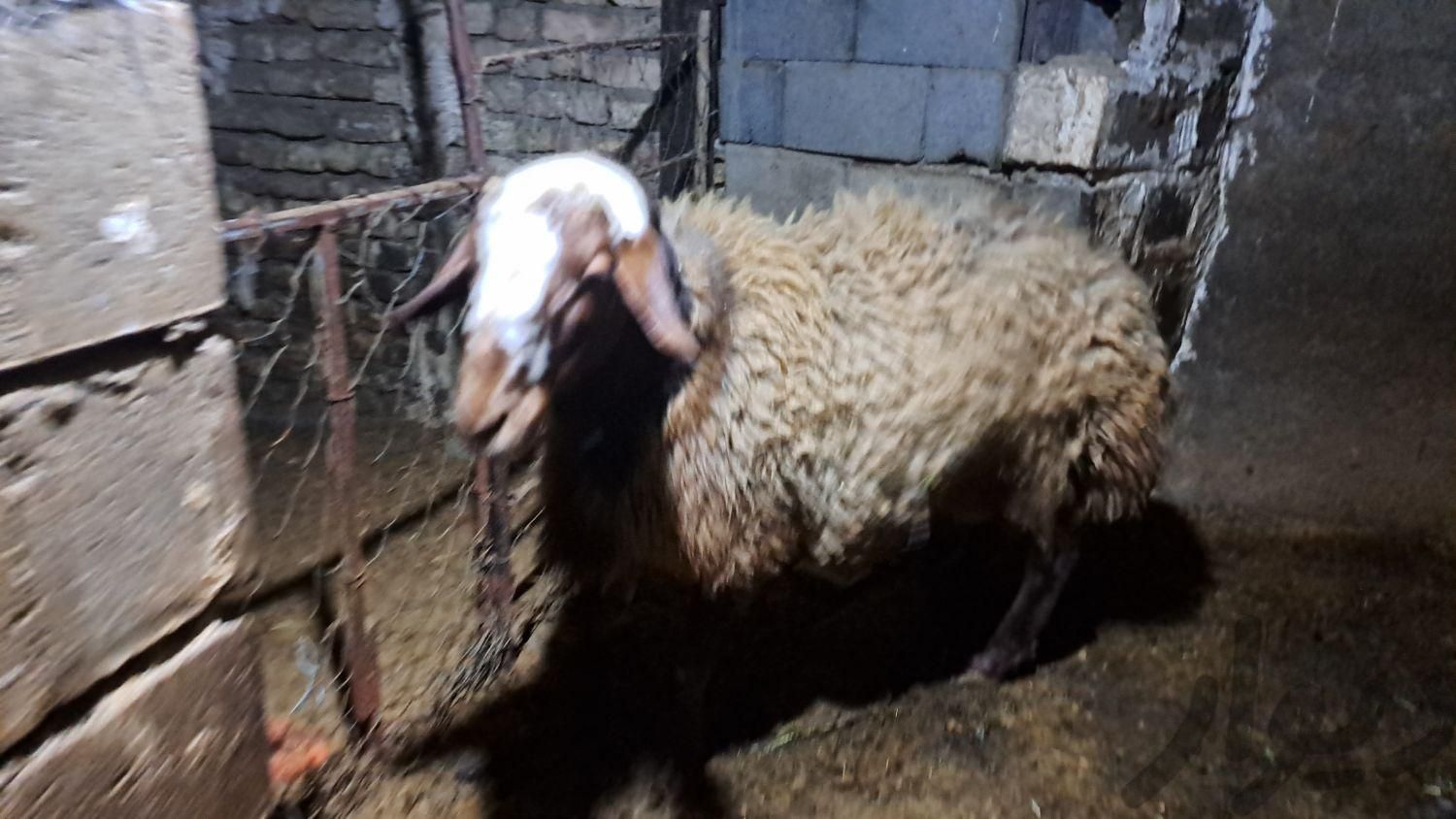 یک راس گوسفند مهربان داشتی|حیوانات مزرعه|تویسرکان, |دیوار