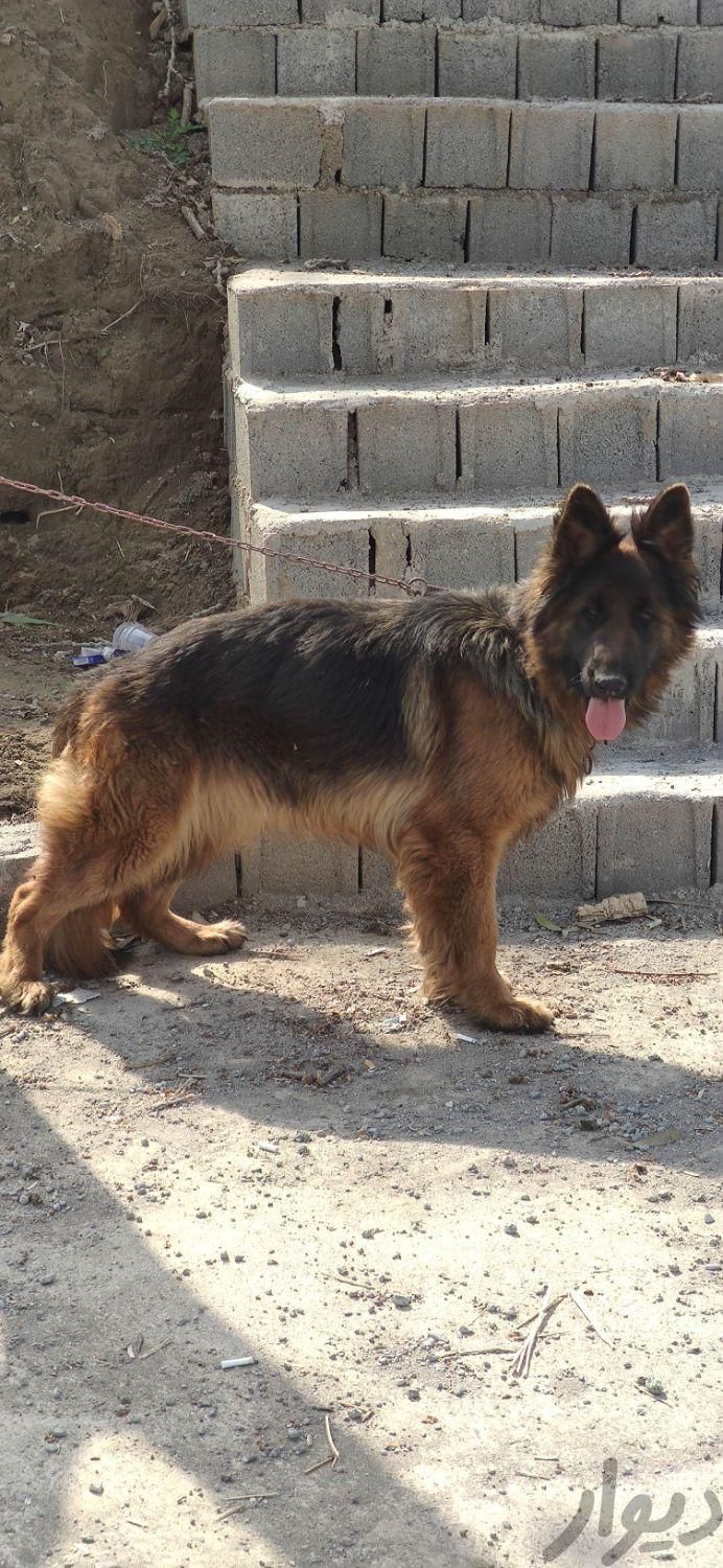 سگ ژرمن شولاین . شپرد اصیل مو بلند ماده|سگ|لشت نشا, |دیوار