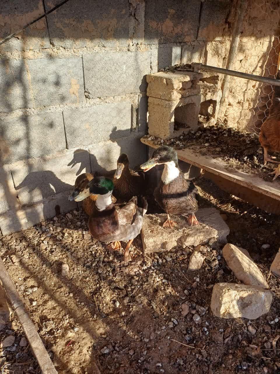 اردک محلی تخمگذار|حیوانات مزرعه|شاهرود, |دیوار