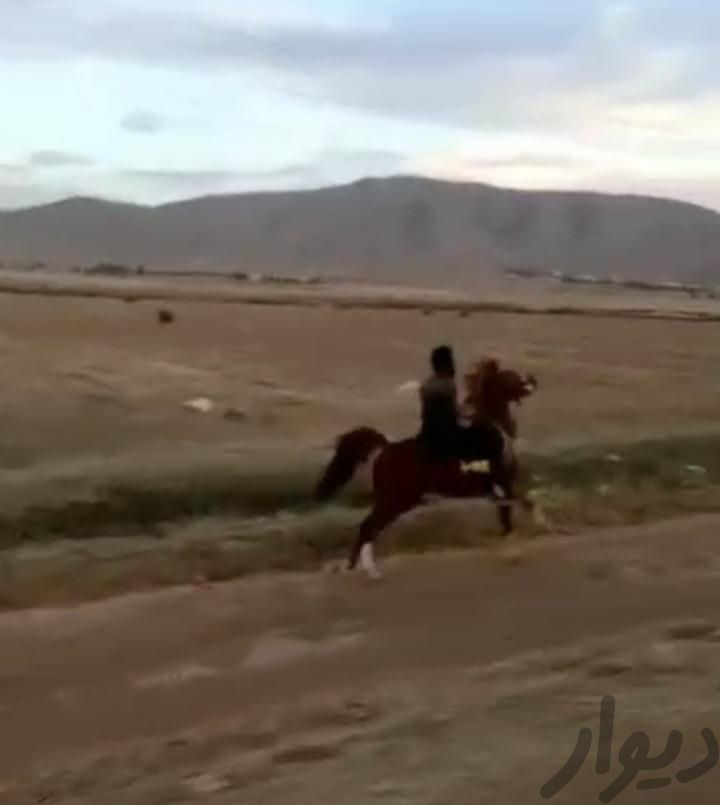 کره اسب عرب|اسب و تجهیزات اسب سواری|شهرکرد, |دیوار
