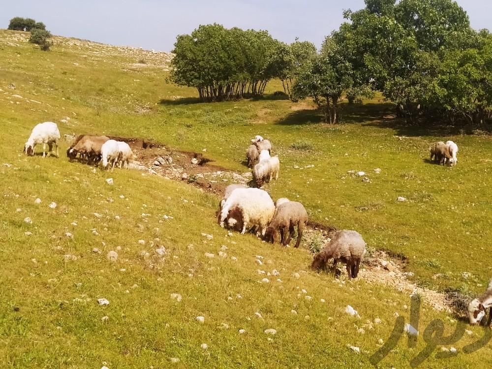 گوسفند با بره و گوسفند خشک