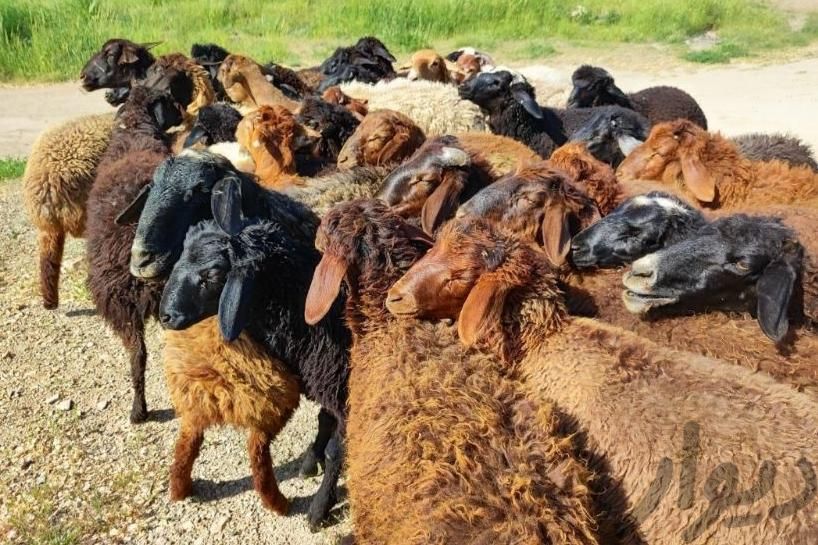 فروش گوسفند زنده شبانروز باارسال حضوری و غیرحضوری|حیوانات مزرعه|کرج, شهرک یاس|دیوار