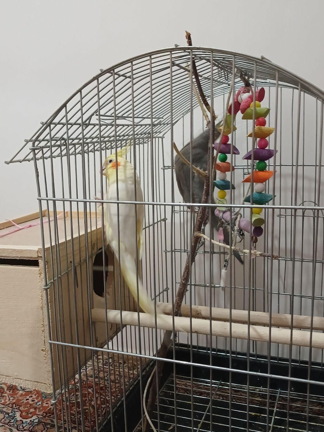 پرنده عروس هلندی نر و ماده ۱۰ و ۱۱ ماه|پرنده|اسالم, |دیوار