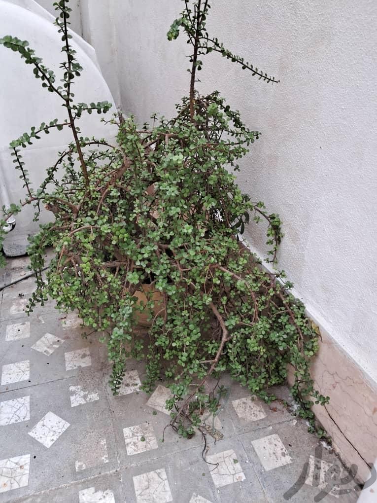 گل کاکتوس با برگ های ریز|گل و گیاه طبیعی|بابل, |دیوار