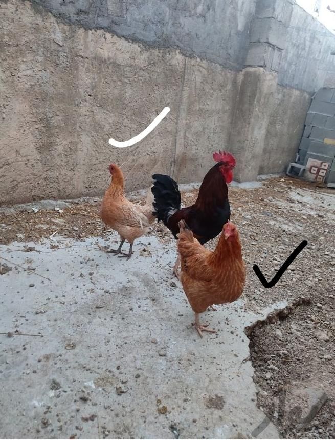 مرغ و خروس|حیوانات مزرعه|سی‌سخت, |دیوار