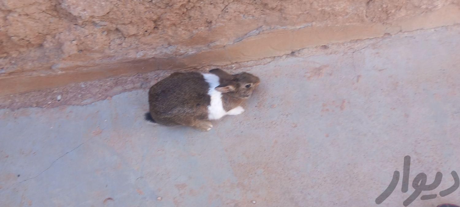 خرگوش|موش و خرگوش|مسجد سلیمان, |دیوار