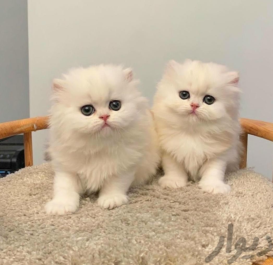 گربه های توپول موپولی پرشین سفید و نسکافه ای|گربه|تهران, فرحزاد|دیوار