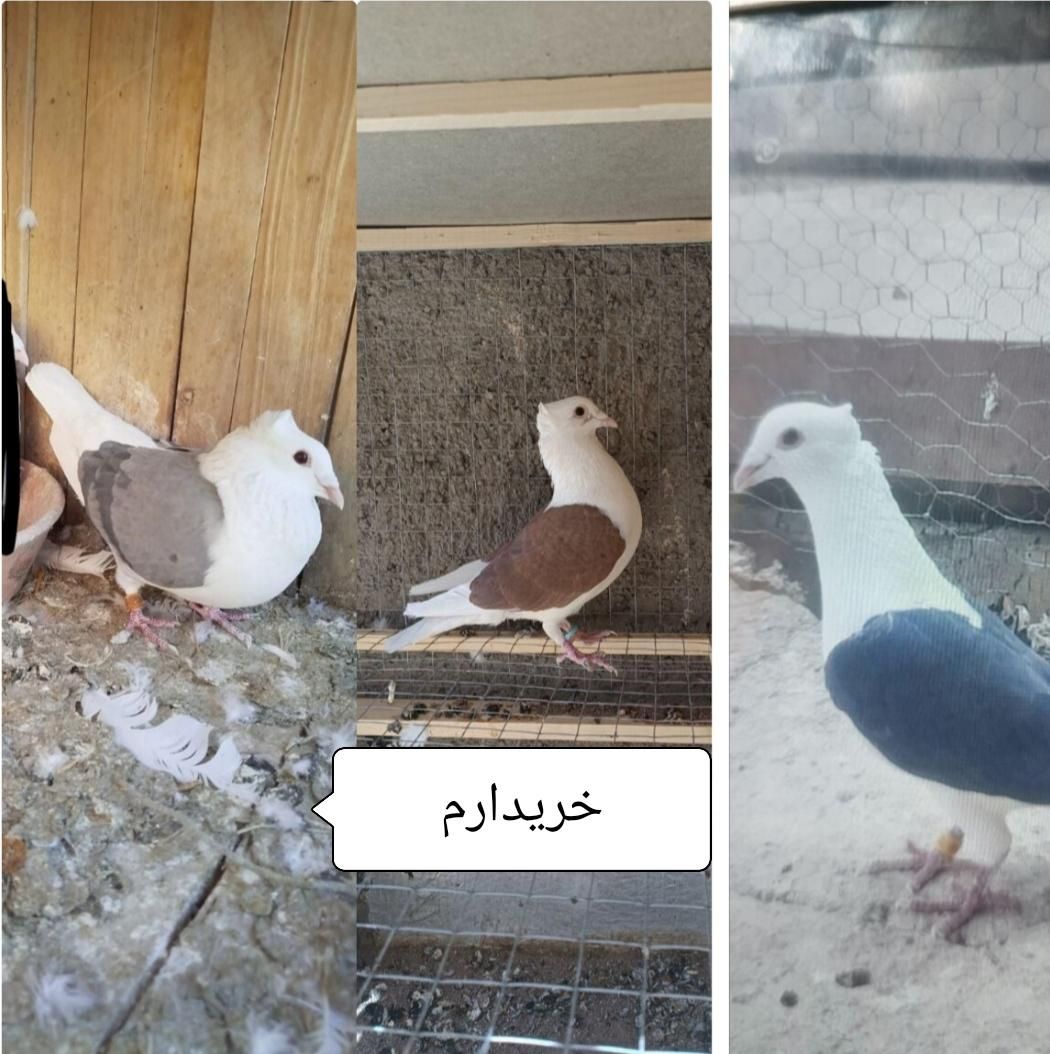 کفتردوکت سرخ دوکت سیاه آلمانی ماده کاکل|پرنده|شیراز, آب جوار|دیوار