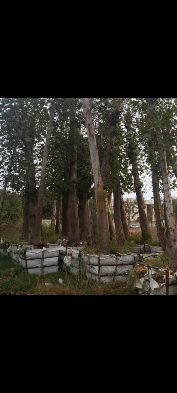 تنه دار بندار قطور بن بالا نهال درخت و   گل وگیاه|خدمات باغبانی و درختکاری|تهران, آرژانتین|دیوار
