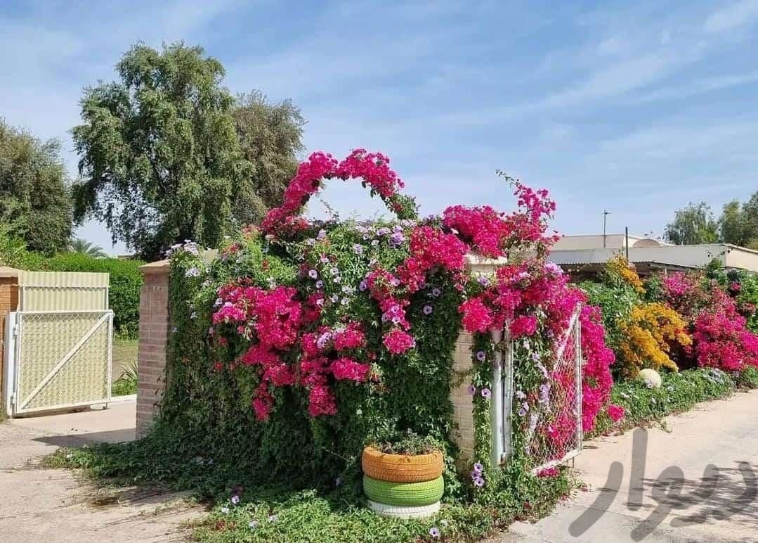 باغبان باسابقه|خدمات باغبانی و درختکاری|خرمشهر, |دیوار
