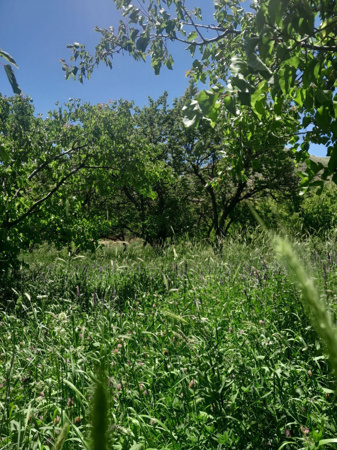 باغ در روستای اولو کندی واقع است به متراژ ۱۰۰۰ م|فروش زمین و ملک کلنگی|تبریز, |دیوار