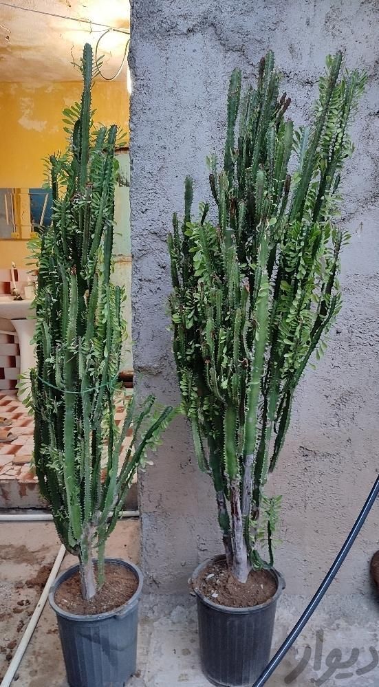 تعدادی فوربیا سایز بزرگ|گل و گیاه طبیعی|بوشهر, |دیوار