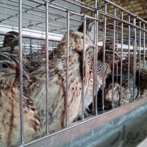 فروش قفس های صنعتی تخمگذار بلدرچین و مرغ|لوازم جانبی مربوط به حیوانات|رامسر, |دیوار