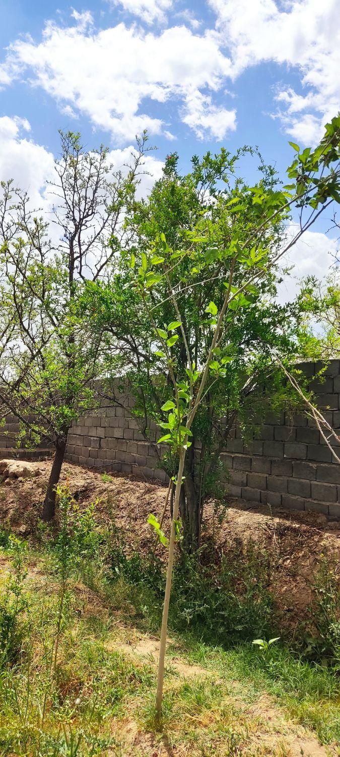 تصویر 10