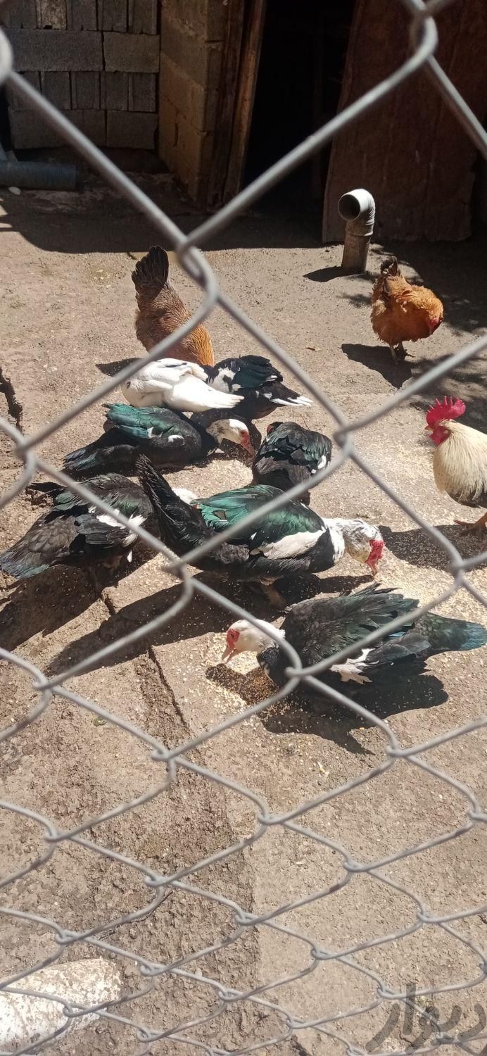 اردک اسراییلی|حیوانات مزرعه|تنکابن, |دیوار