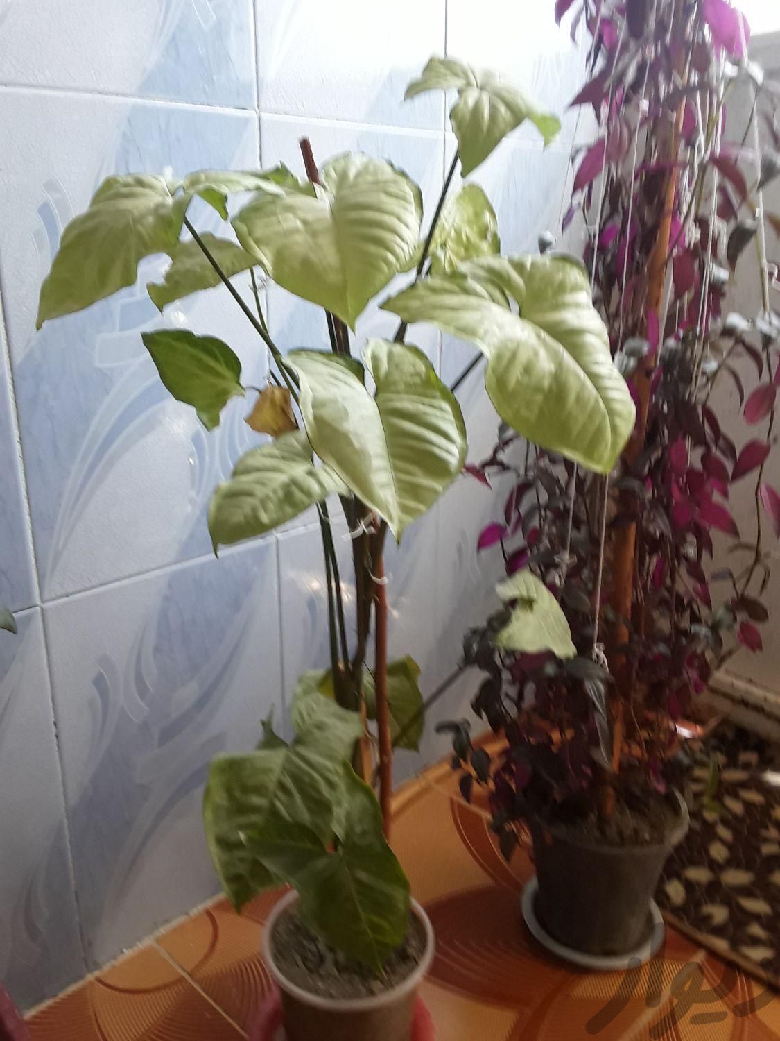 گل و گیاه خانگی|گل و گیاه طبیعی|نورآباد, |دیوار