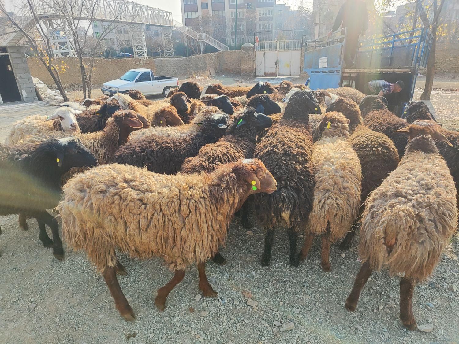 گوسفند زنده کردستانی افشاری مغانی جهت کشتارتهران|حیوانات مزرعه|تهران, دهکده المپیک|دیوار