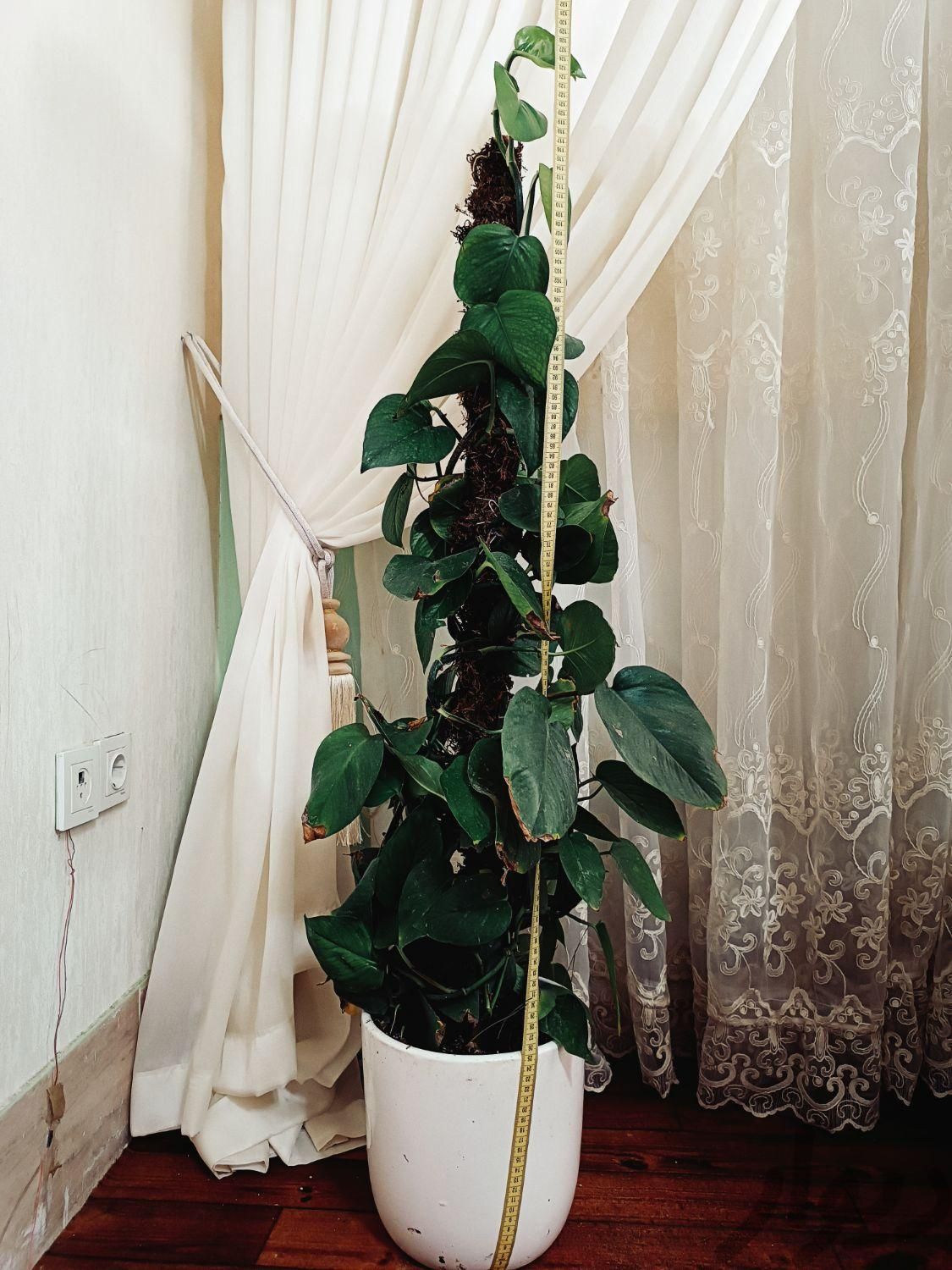 پتوس . پاچیرا گلو گیاه فیلندرون شیشه رنگی|گل و گیاه طبیعی|مشهد, مهرآباد|دیوار
