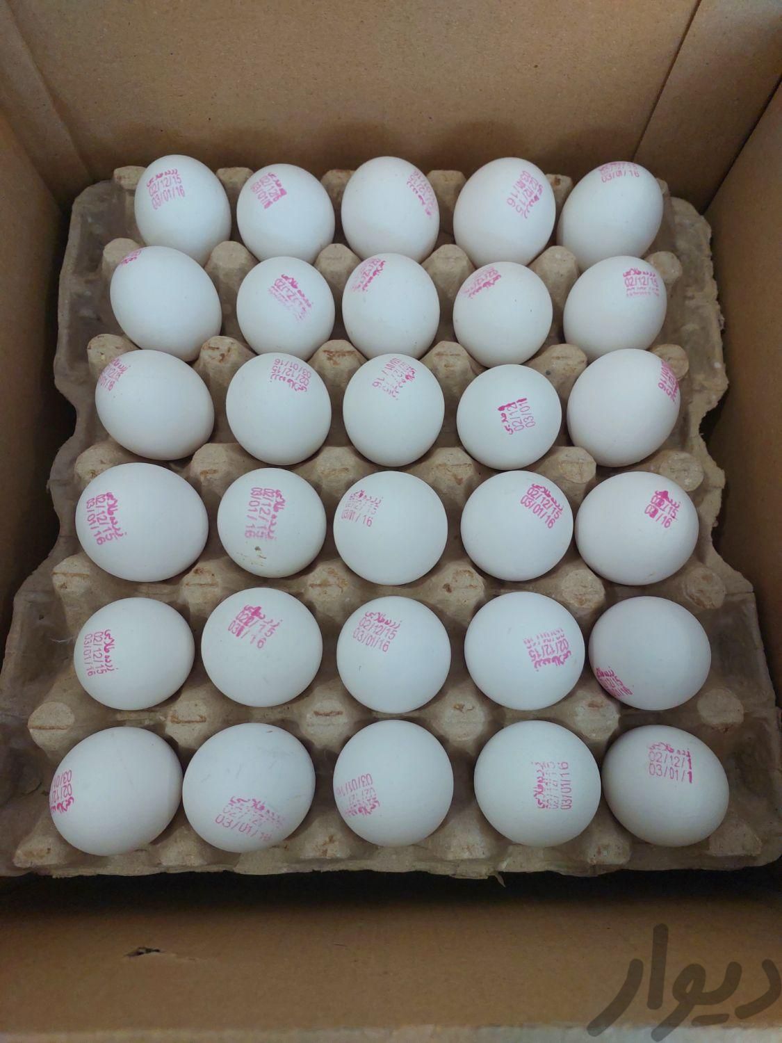 شرکت بازرگانی تهیه و توزیع انواع تخم مرغ سفید|خوردنی و آشامیدنی|اهواز, کوی مهدیس|دیوار