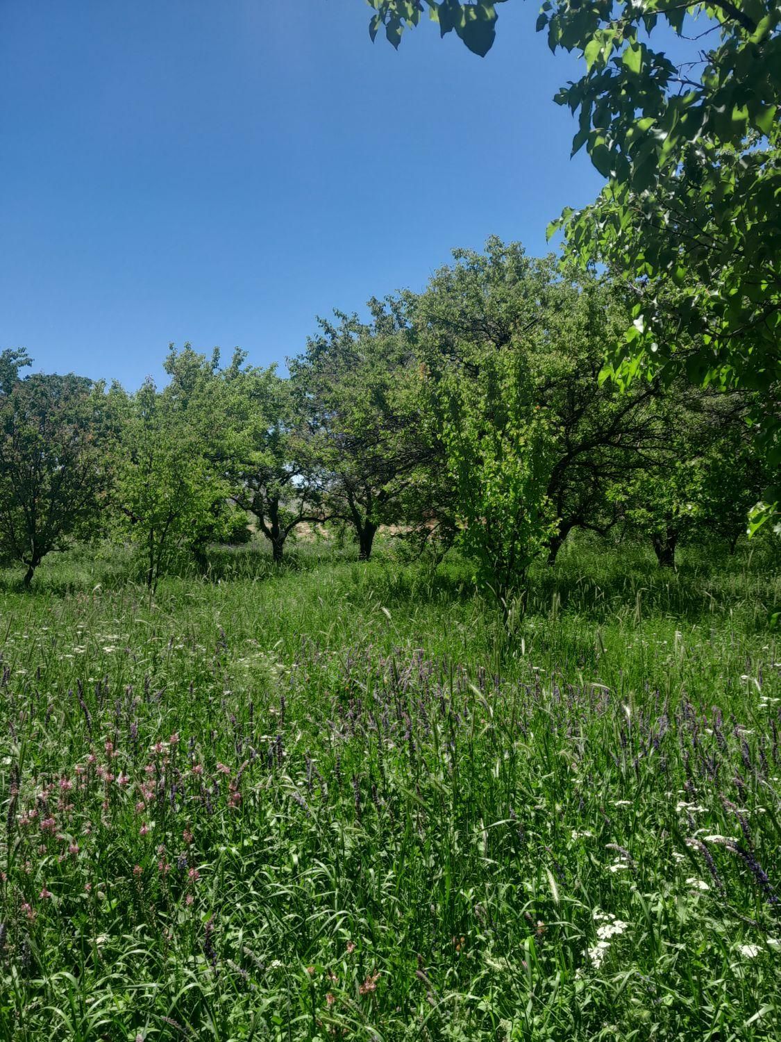 باغ در روستای اولو کندی واقع است به متراژ ۱۰۰۰ م|فروش زمین و ملک کلنگی|تبریز, |دیوار