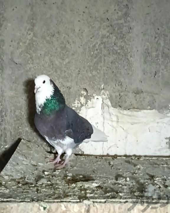 کبوتر پرش سنگین|پرنده|تهران, بازار|دیوار