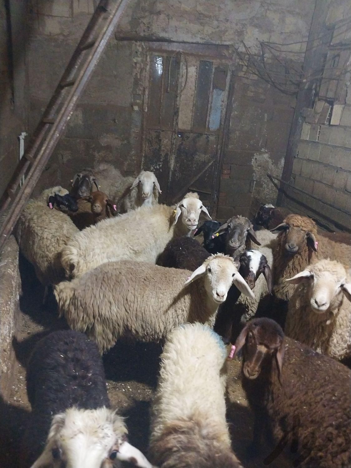 دام داری دام پروری مغان سرای پرواری شبانه روزی|حیوانات مزرعه|تهران, ده‌ونک|دیوار