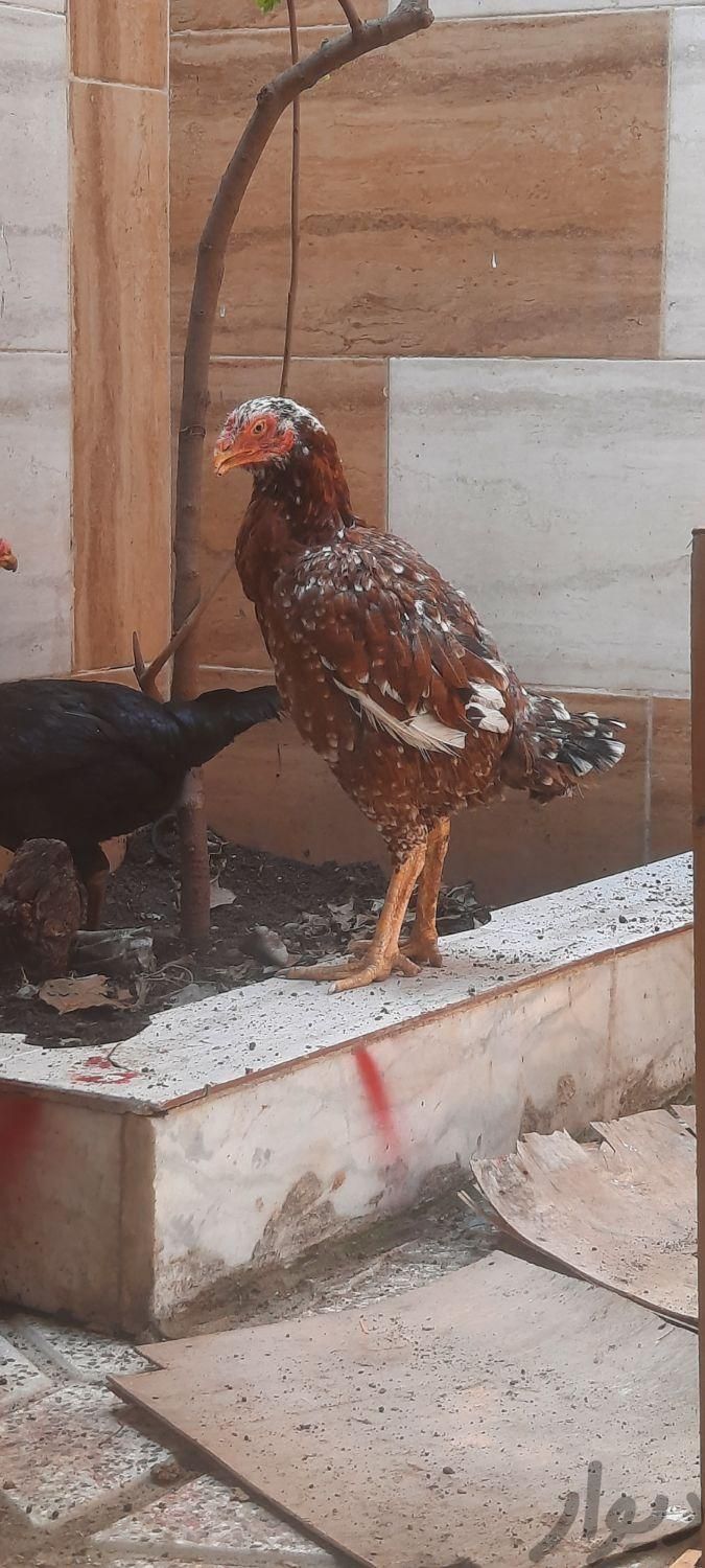 ۴ عدد مرغ اصل لاری|حیوانات مزرعه|علی‌آباد کتول, |دیوار