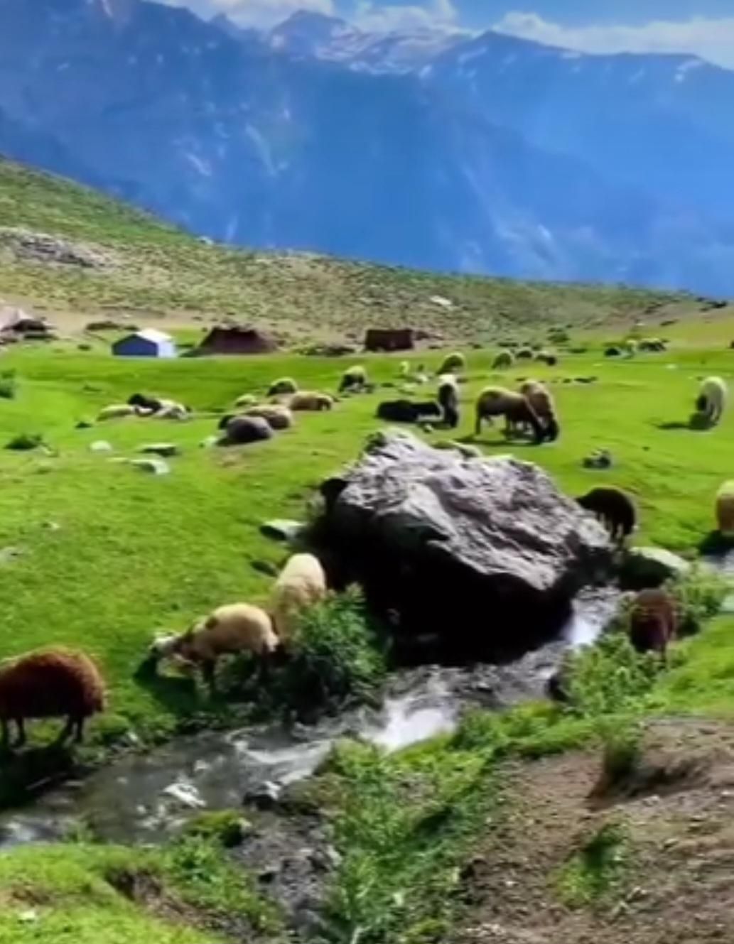 گوسفند زنده بصورت حضوری وارسال بتمام نقاط تهران|حیوانات مزرعه|تهران, پیروزی|دیوار