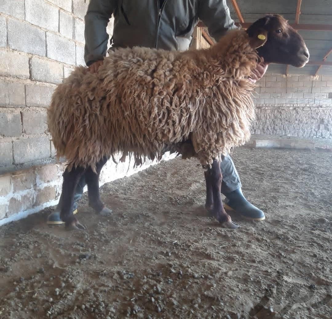 گوسفند فروشی پایتخت ××خریدتلفنی وحضوری دام زنده|حیوانات مزرعه|تهران, زعفرانیه|دیوار