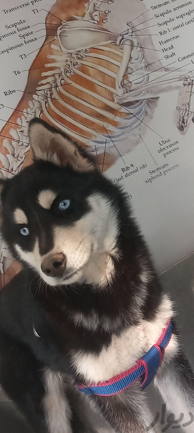 هاسکی چشم آبی ماده|سگ|رفسنجان, |دیوار