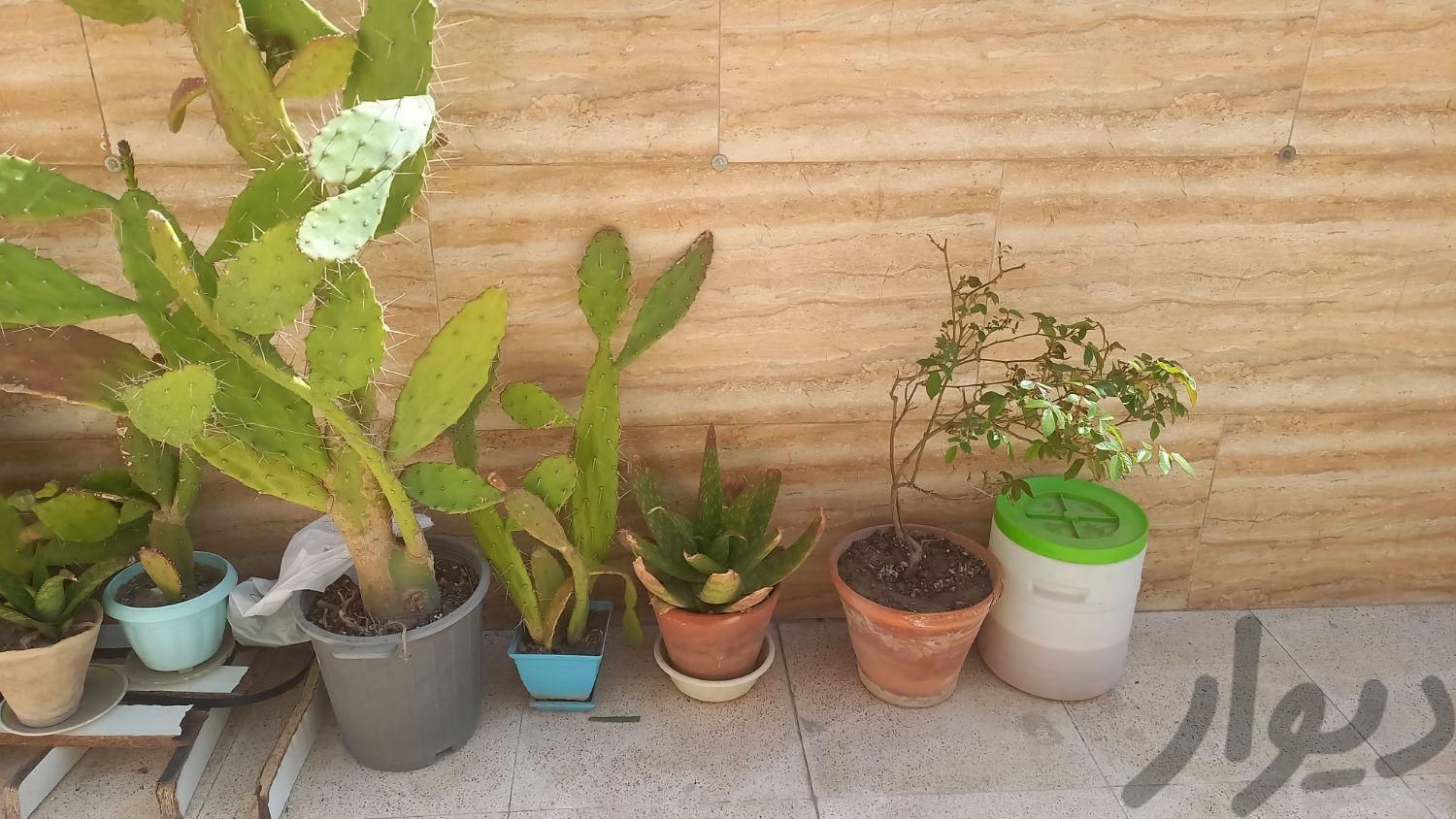 تعدادی گل کاکتوس وگل اپارتمانی|گل و گیاه طبیعی|تهران, دولتخواه|دیوار