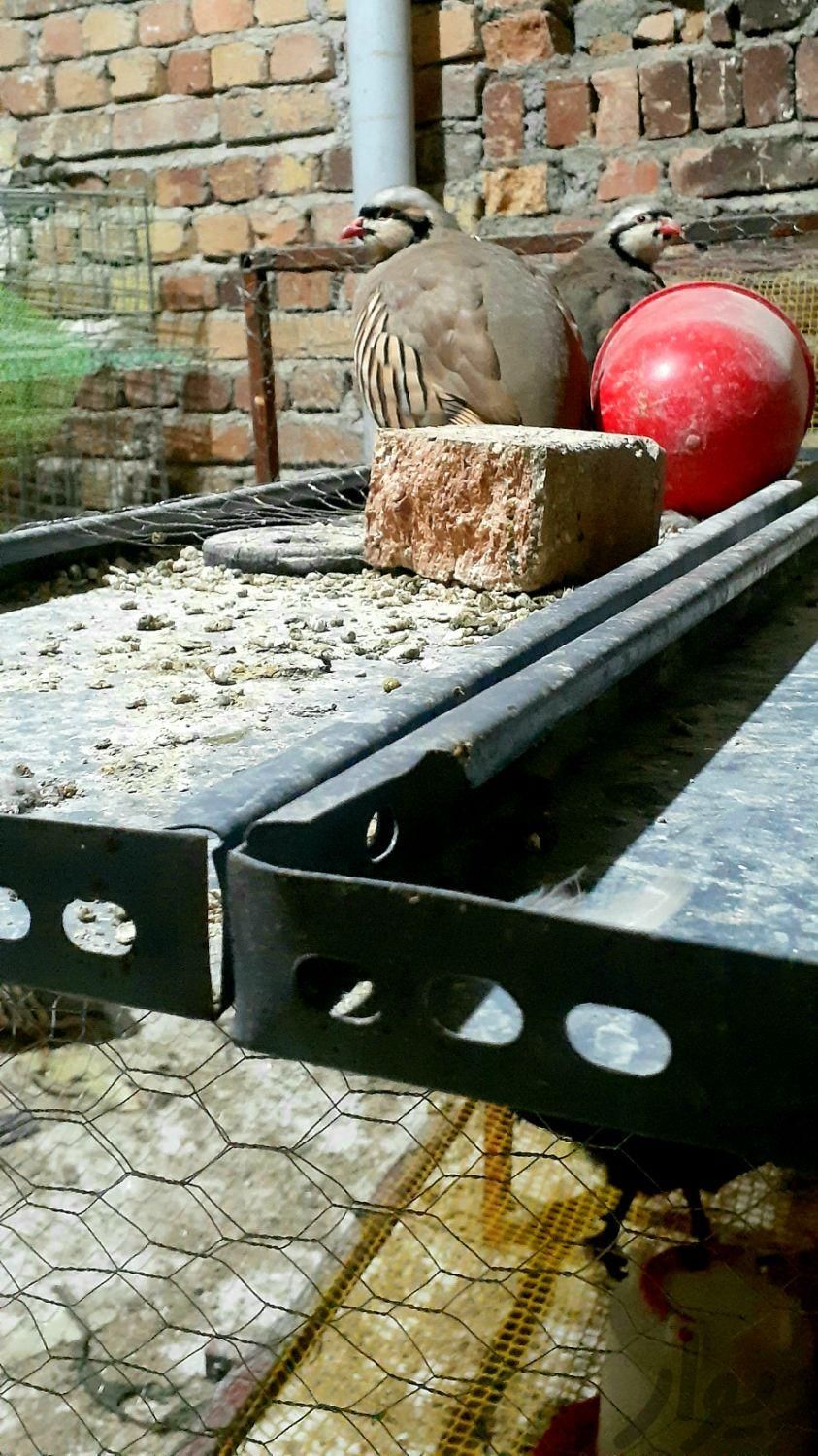 تعدادی پرنده زینتی|حیوانات مزرعه|اسدآباد, |دیوار