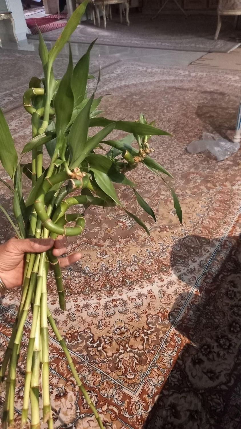 قلمه بامبوریشه دار|گل و گیاه طبیعی|تهران, ابوذر (منطقه ۱۵)|دیوار