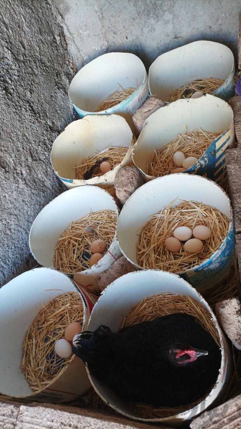 تخم مرغ محلی|حیوانات مزرعه|سبزوار, |دیوار