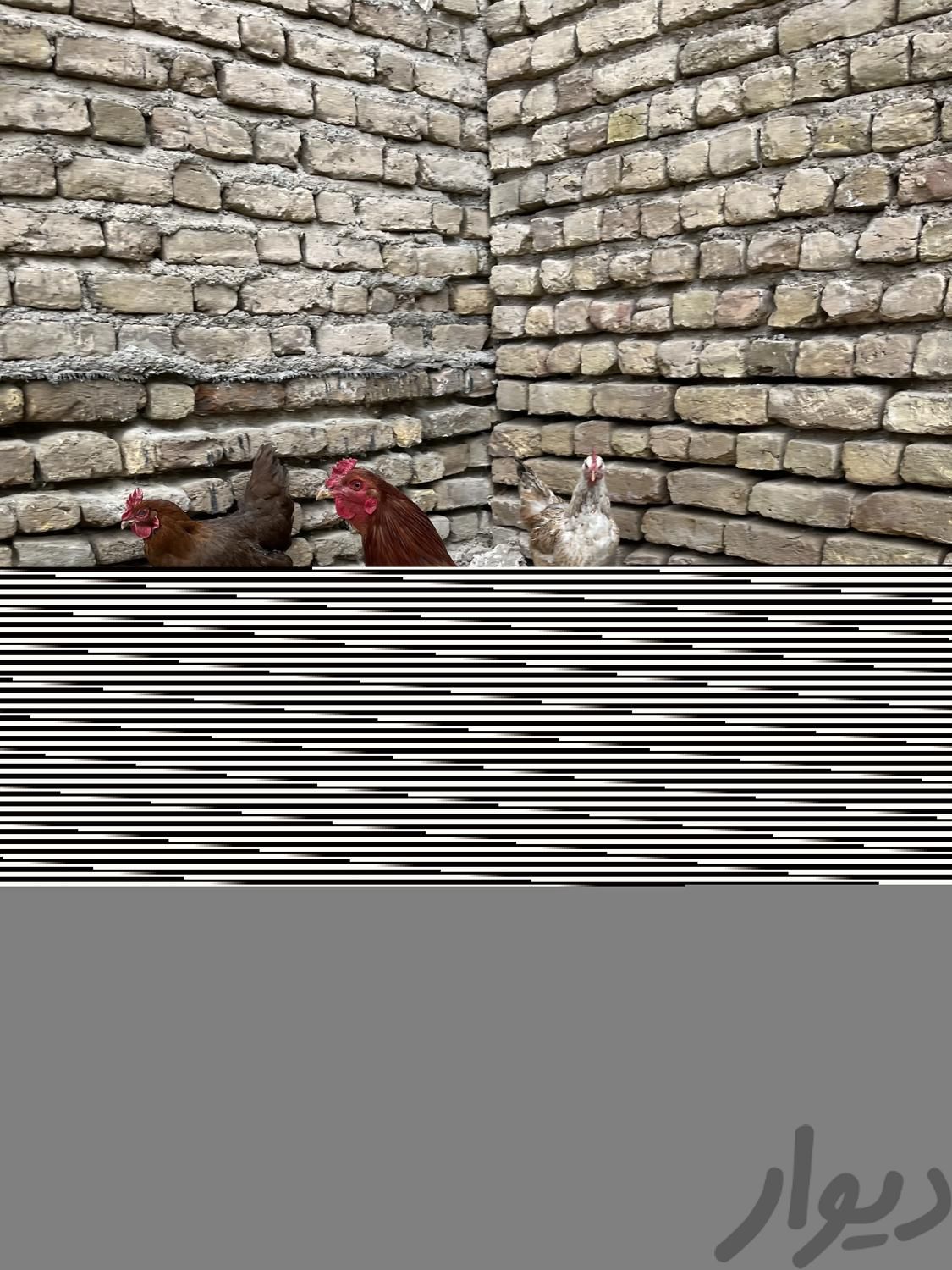 خروس لاری جوان|حیوانات مزرعه|مشهد, قاسم‌آباد (شهرک غرب)|دیوار