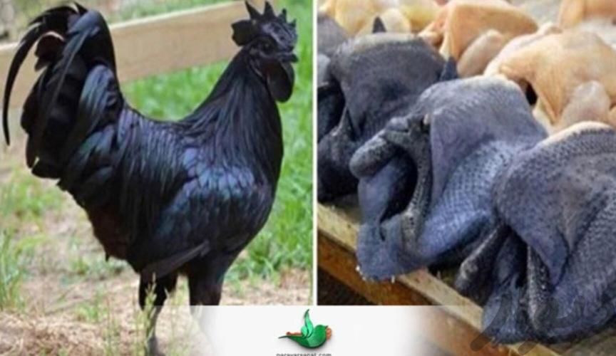 خریدفروش مرغ خروس سیاه سفیدبادعاچشم زخم ودفع اجنه|حیوانات مزرعه|مشهد, رضاشهر|دیوار