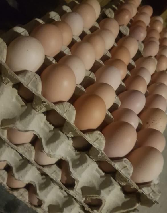 تخمرغ نطفه دار . نژاد گلپایگانی با خروس آردینر|حیوانات مزرعه|گلپایگان, |دیوار
