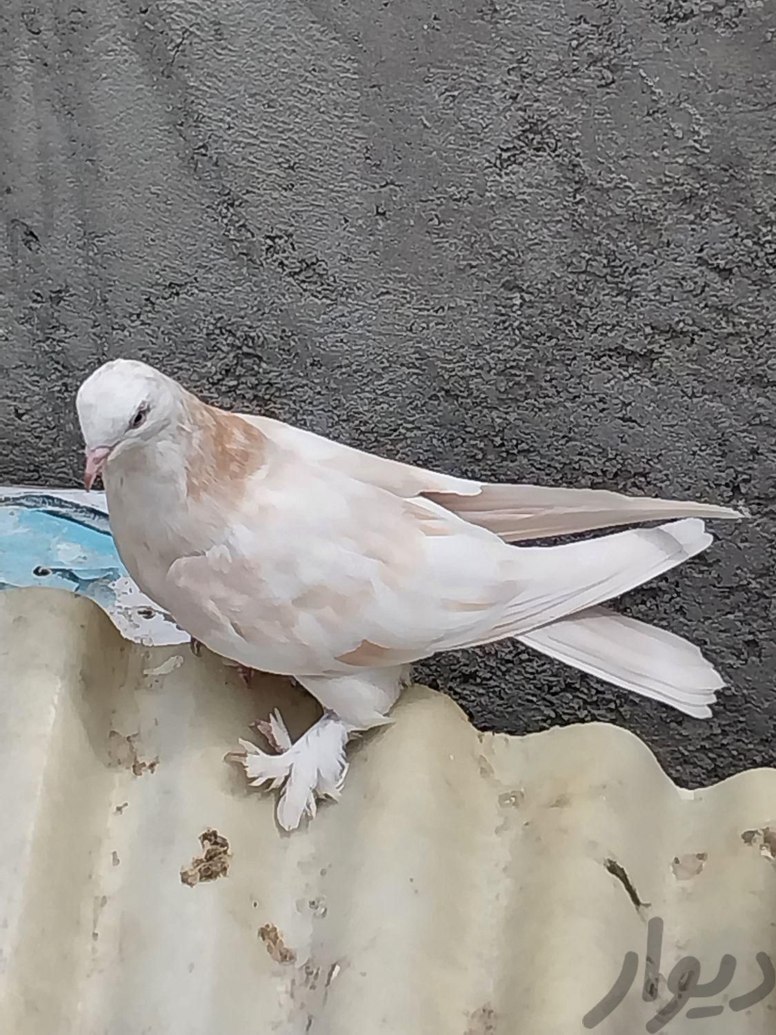 کبوتر پر یا اصفهانی|پرنده|نجف‌آباد, |دیوار