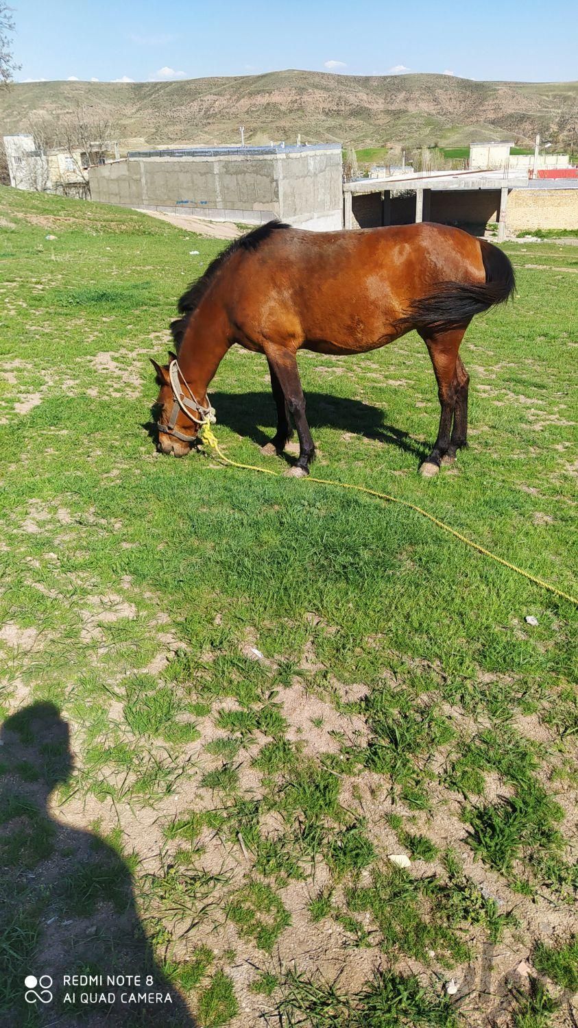 اسب ماده ،3ساله|اسب و تجهیزات اسب سواری|میانه, |دیوار