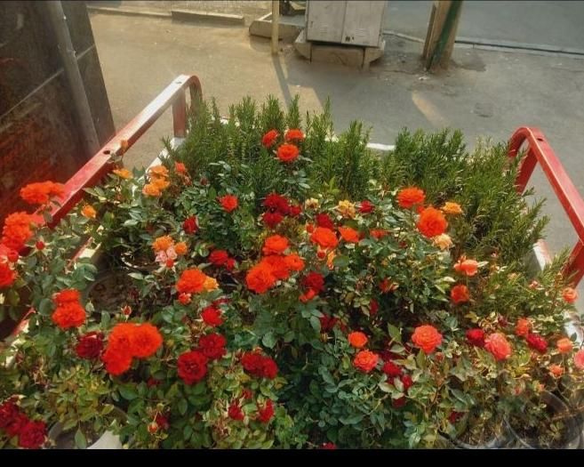 خدمات باغبانی و گل کاری تمام نقاط تهران|خدمات باغبانی و درختکاری|تهران, آبشار تهران|دیوار