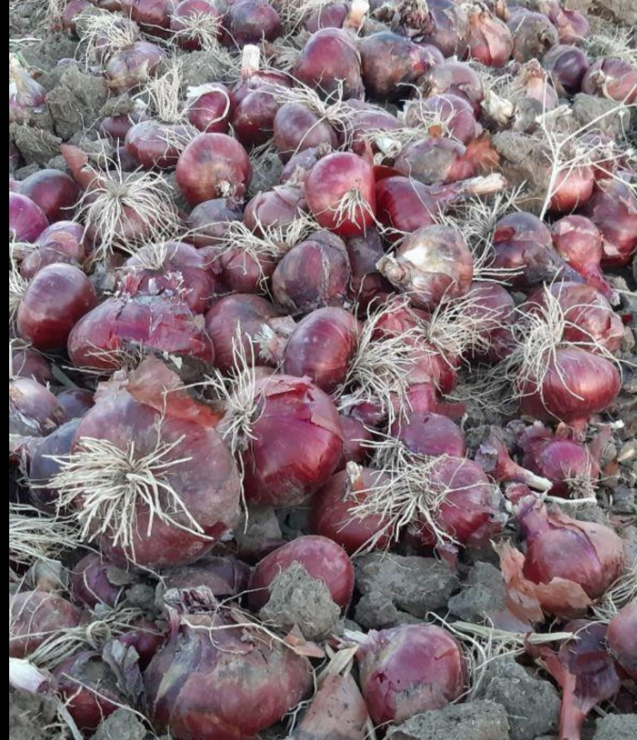 بذر پیاز قرمز به شرط|خدمات باغبانی و درختکاری|شیراز, دروازه اصفهان|دیوار