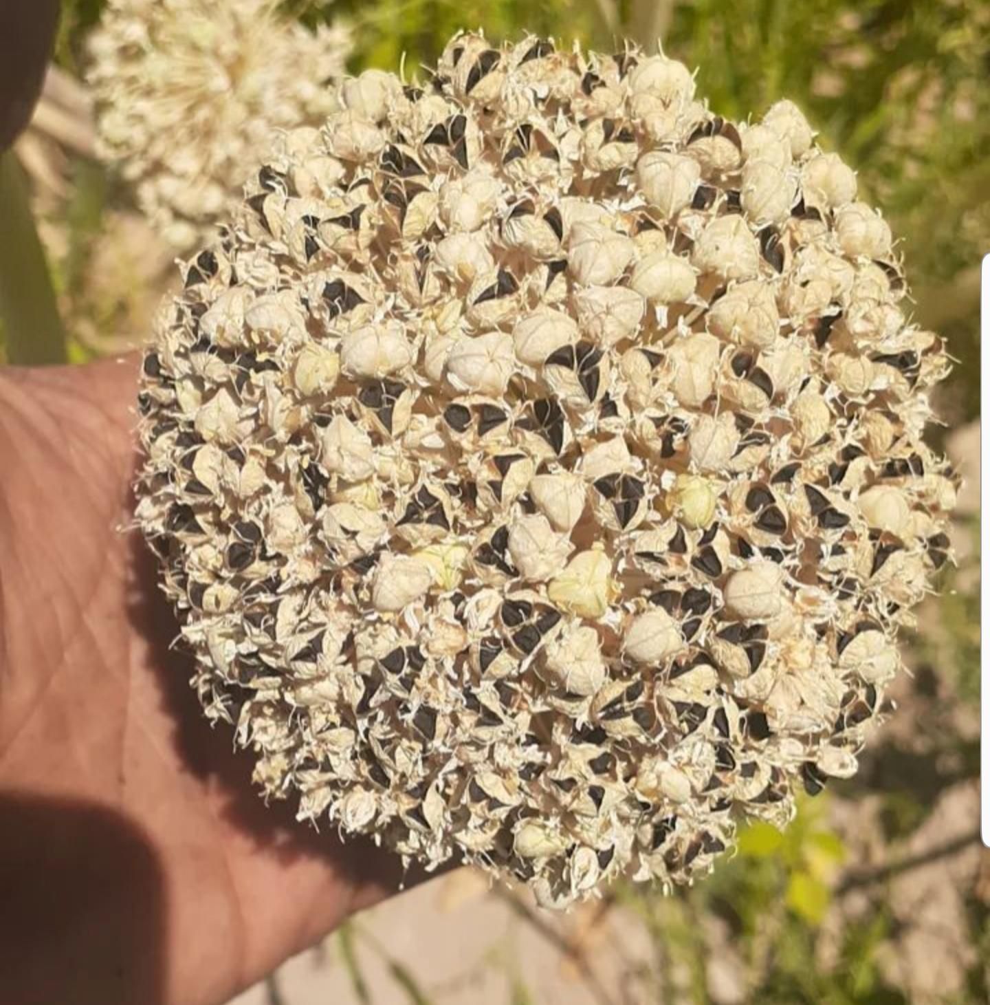 بذر پیاز قرمز به شرط|خدمات باغبانی و درختکاری|شیراز, دروازه اصفهان|دیوار
