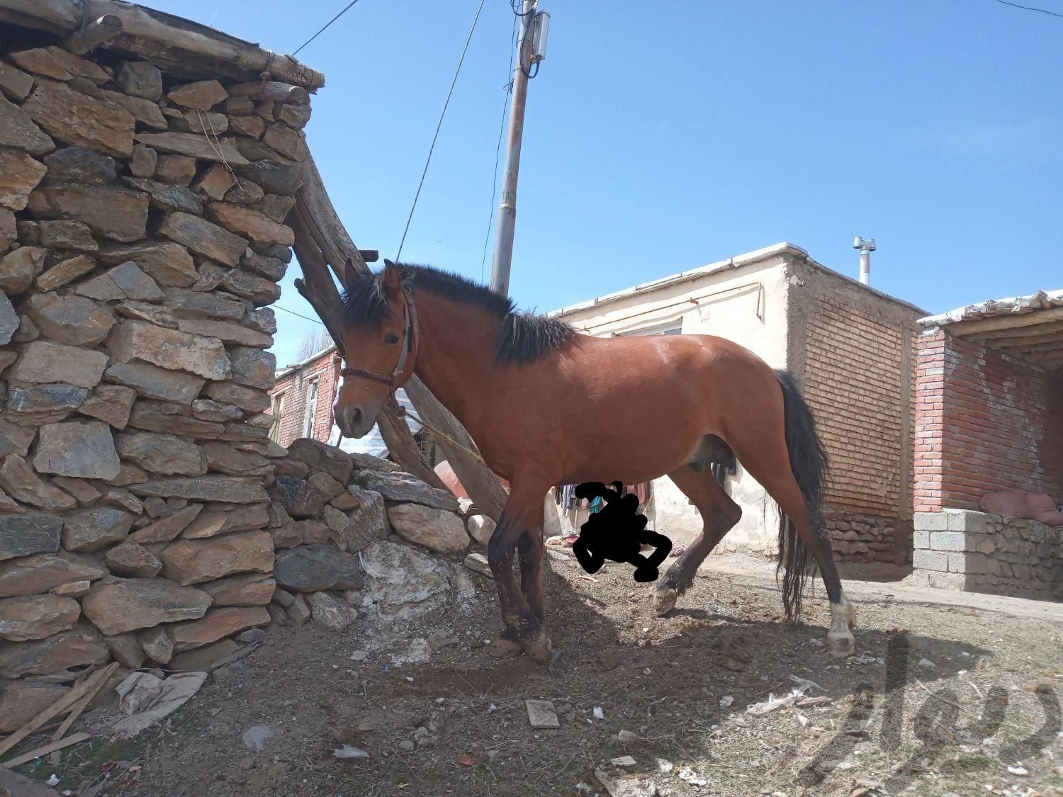 اسب ۵ سال|اسب و تجهیزات اسب سواری|سنندج, |دیوار