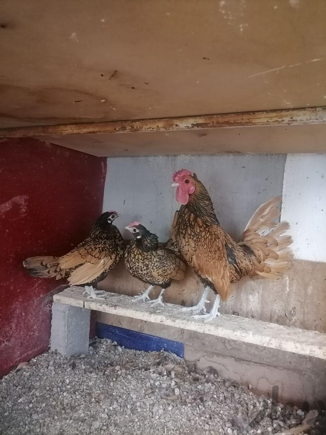 مرغ و خروس مینیاتوری|حیوانات مزرعه|سهند, |دیوار