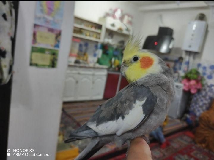 دو عدد عروس هلندی نر و ماده|پرنده|مشگین شهر, |دیوار