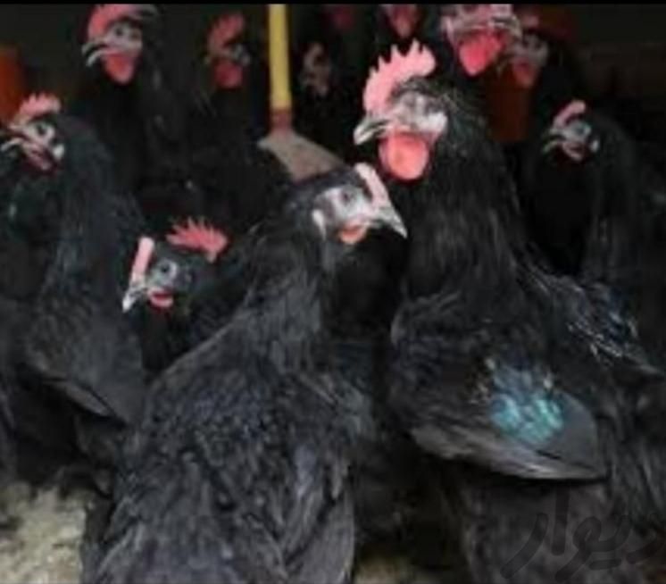 خروس و مرغ سیاه سفید محلی مشکی برای خون و قربانی|حیوانات مزرعه|مشهد, صیاد شیرازی|دیوار